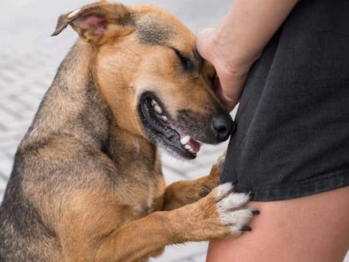 Rabies Symptoms Causes Vaccine Treatment And Prevention